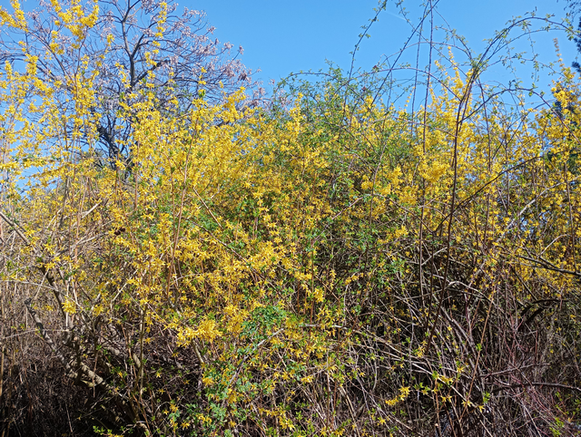 Asiatische Forsythie