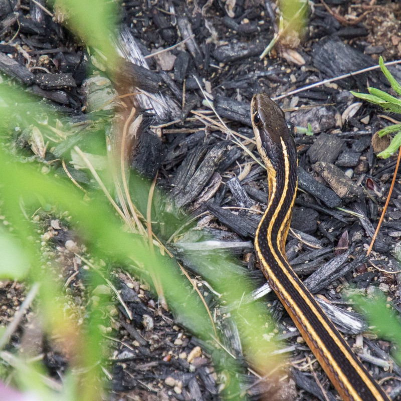 Ribbon Snake-2