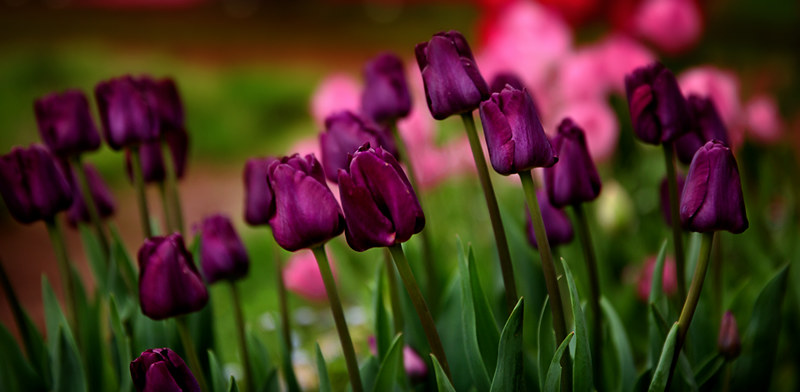 magenta-tulips.jpg