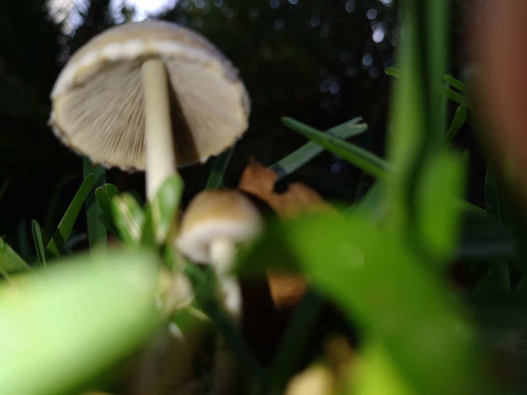 2020-11-184-Setas en el césped