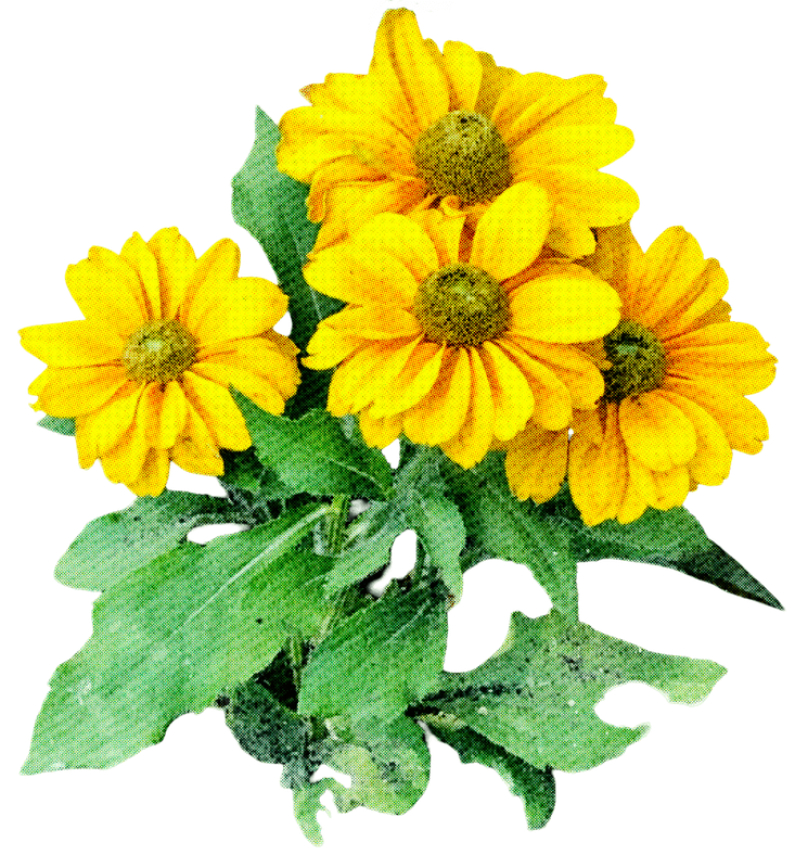 Rudbeckia Light