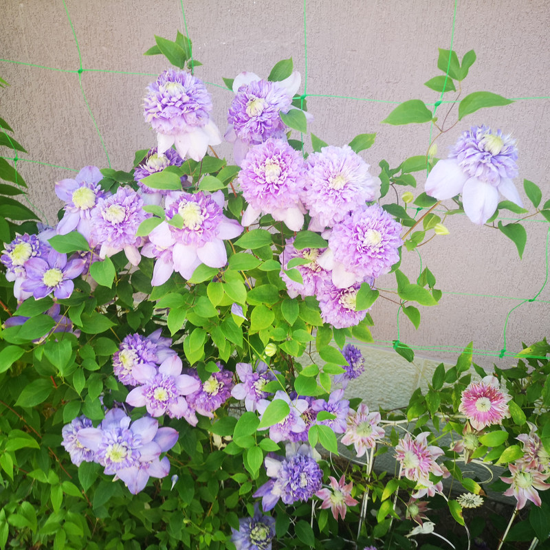 IMG_20200509_173900