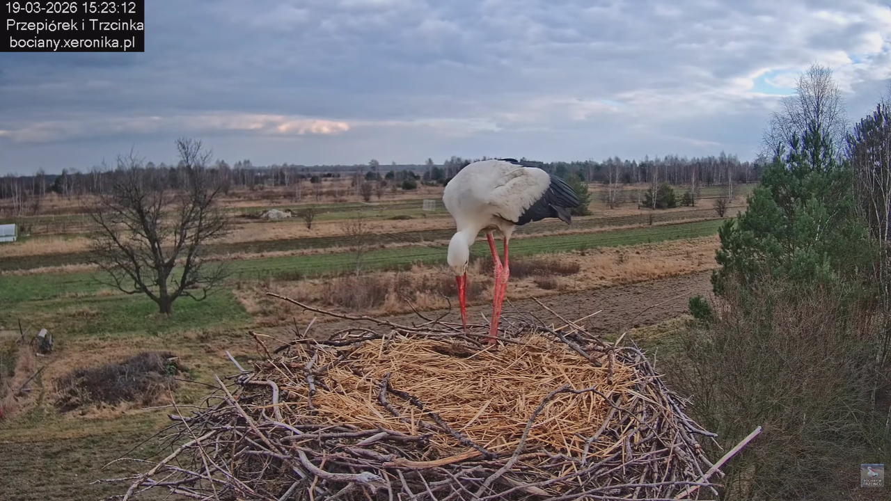 19032026 Powrót Przepiórka 5