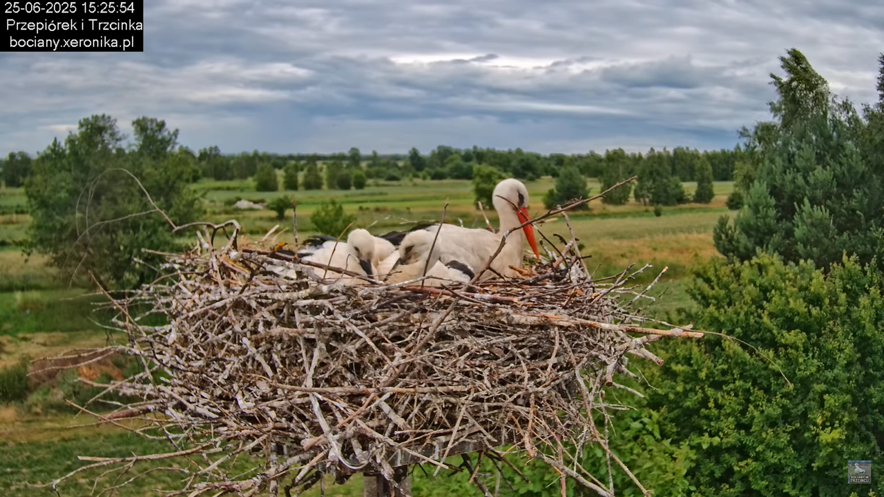 25062025bociany32