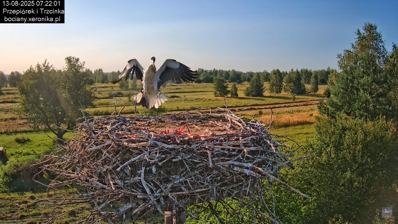 13082025bociany6