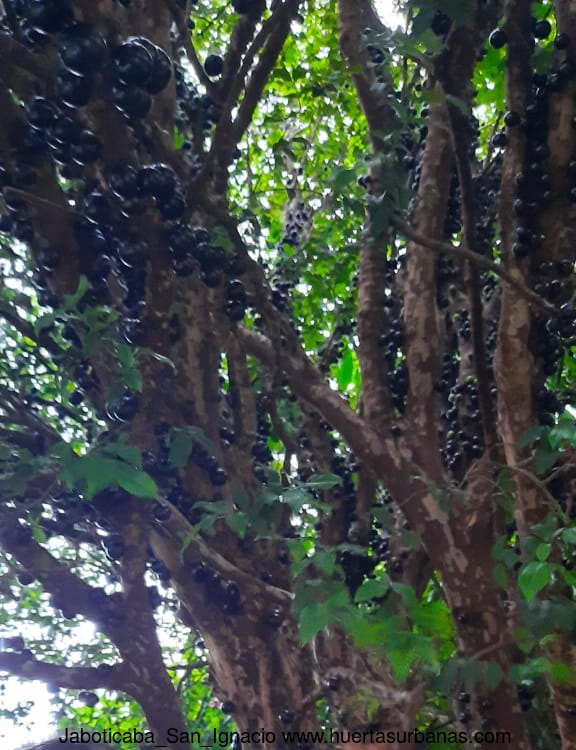 Huertasurbanas_com-92532295-4c08-4983-9886-a55531ce9188.jpeg-20211003_164956Jaboticaba_San_Ignacio
