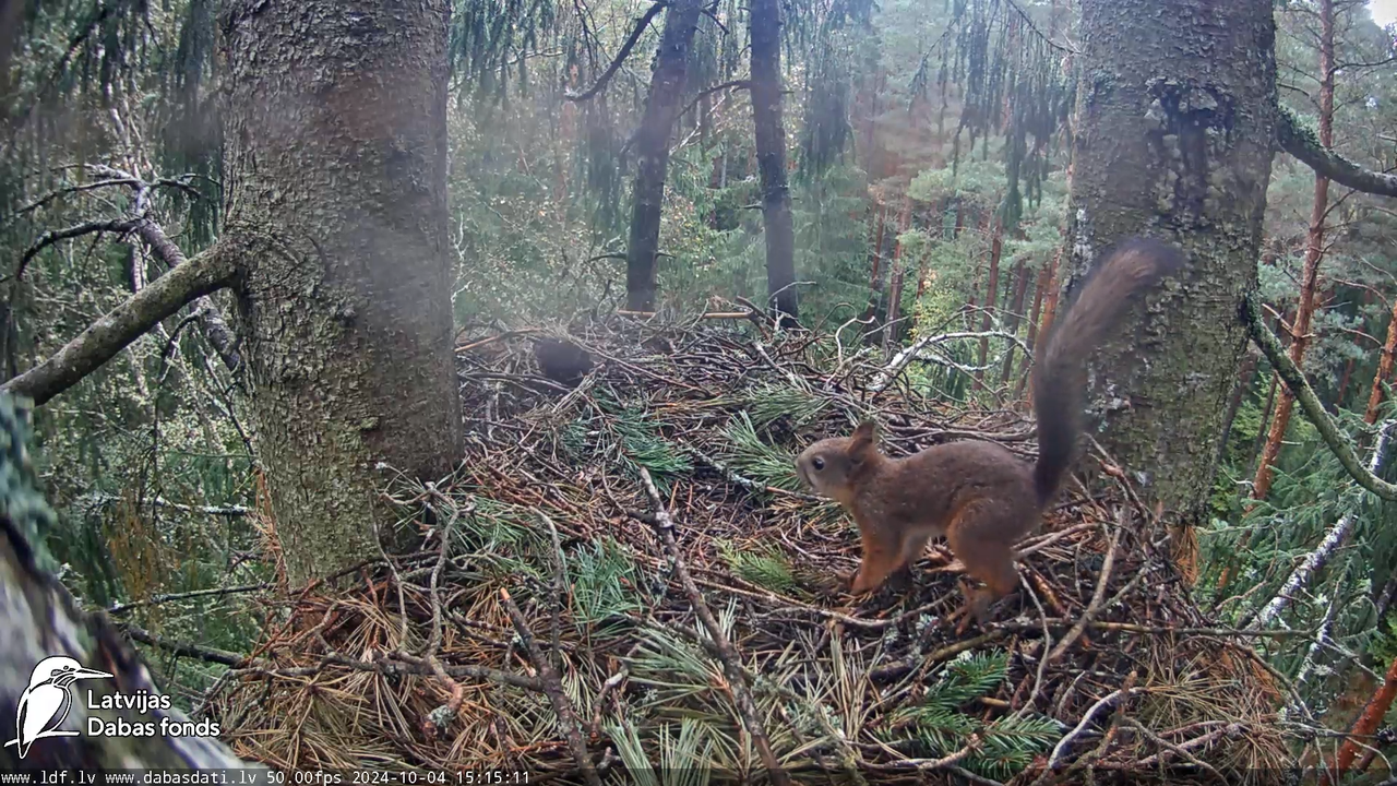 Mazais ērglis (Clanga pomarina), ligzda eglē __ Lesser spotted eagle in spruce, Zemgale, Latvia 5-58