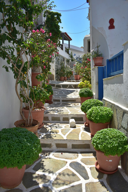 Δρυοπίδα (10)