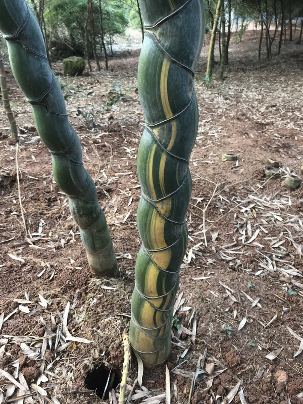 6825653D-F7AC-4690-9CE6-1734533536EE