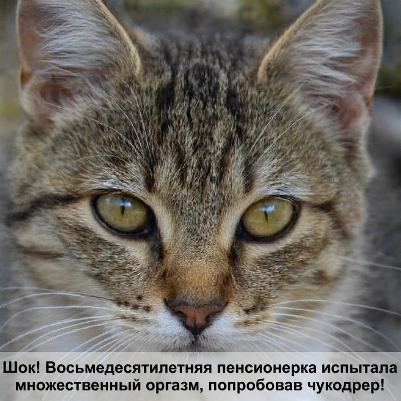 самая крупная кошка хищник