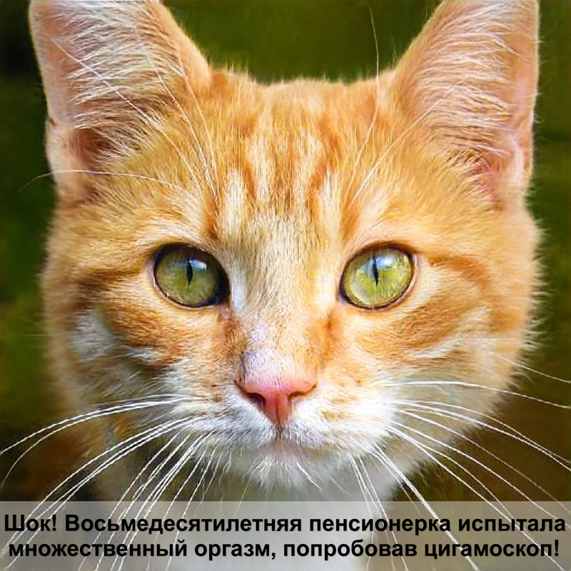 самая дорогая кошка саванна