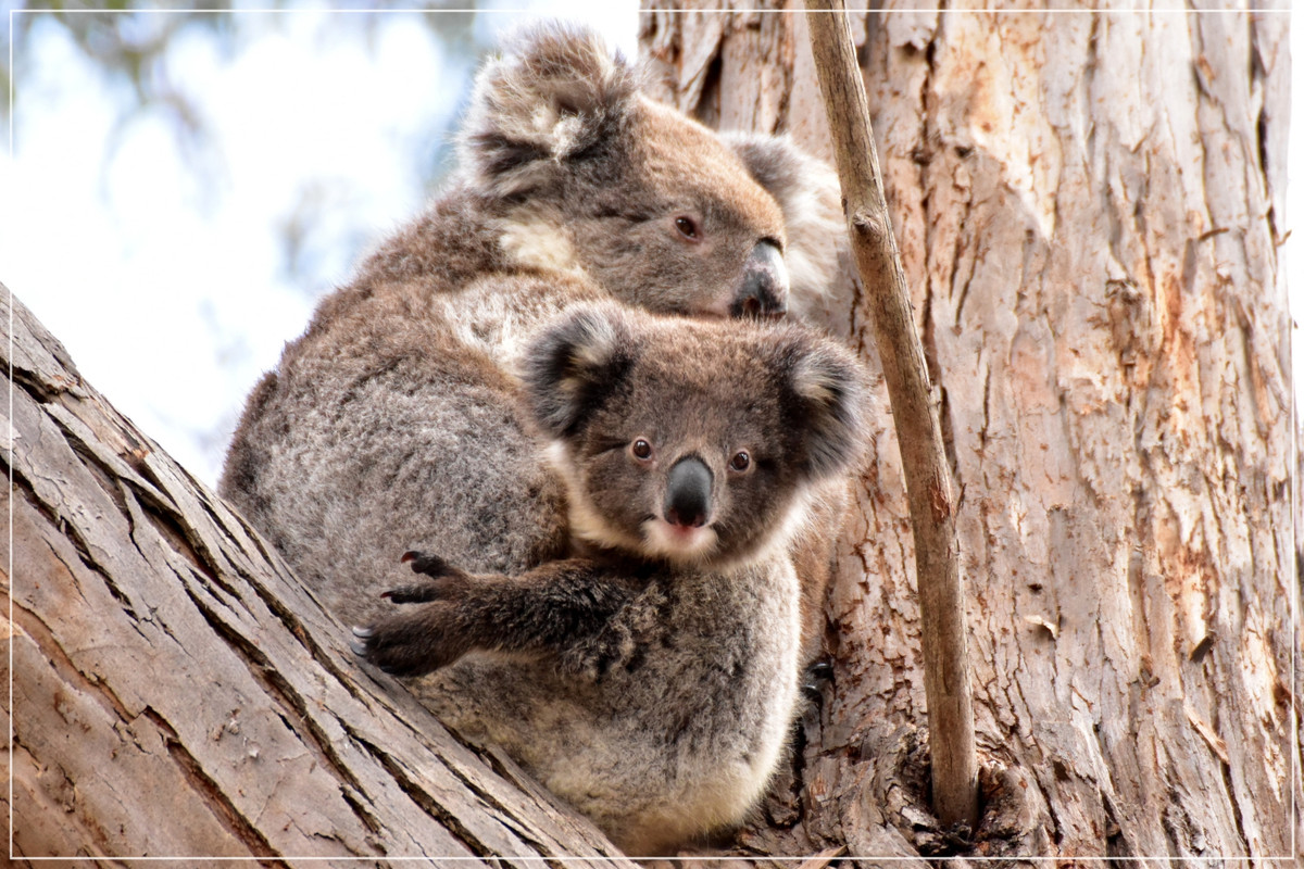 Australia (I): toma de contacto - Blogs de Australia - Por último... (1)
