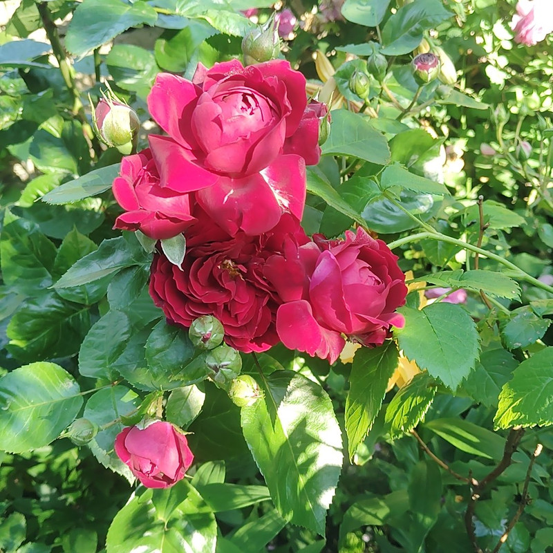 IMG 20260611 080759