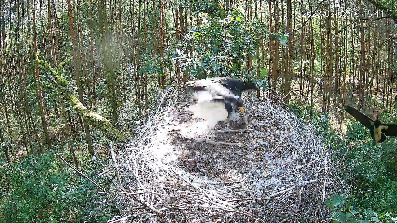 Black Storks Online 2023 — pārraide no ligzdas Lodzas vojevodistē 12-56-32 screenshot