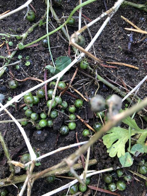 Little green balls? | Lawn Care Forum
