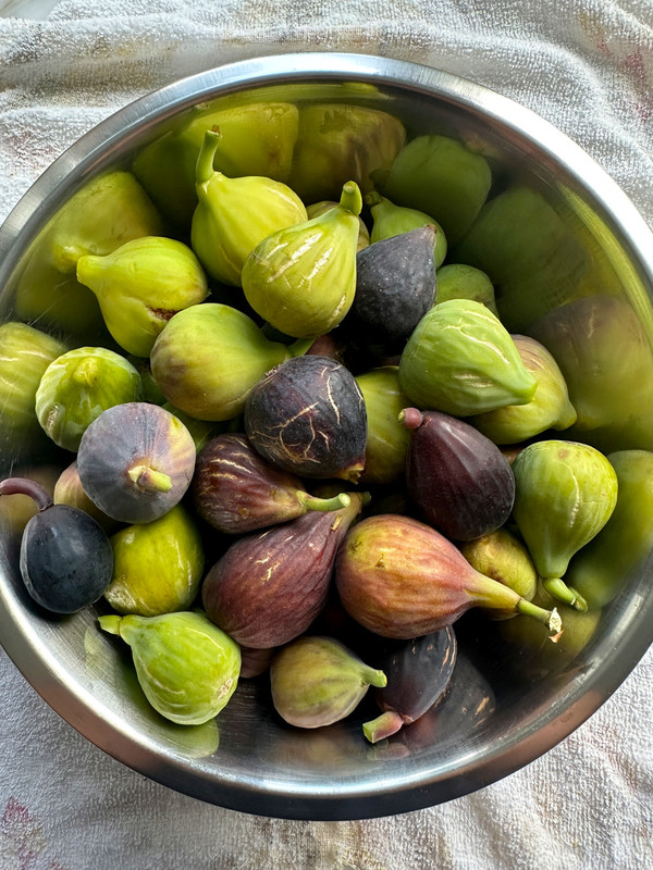 figs-31.jpg