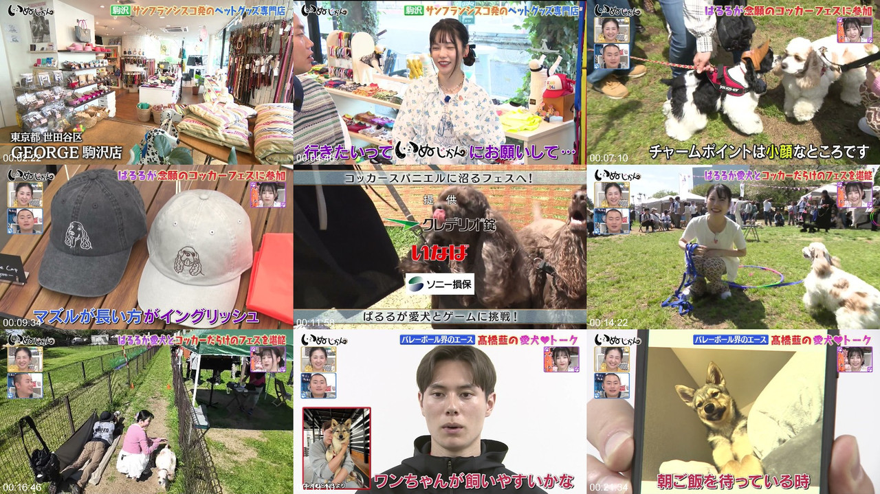AKB48 260620 Inu Jikan 島崎遥香 配信プレビュー画像 | AKB48 Shimazaki Haruka 260620 Inu Jikan Webstream Preview