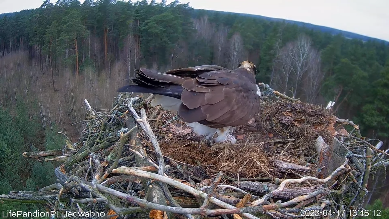 Rybołowy Online Puszcza Napiwodzko-Ramucka _ Ospreys Online in Napiwodzko-Ramucka Forest 12-27-34 sc