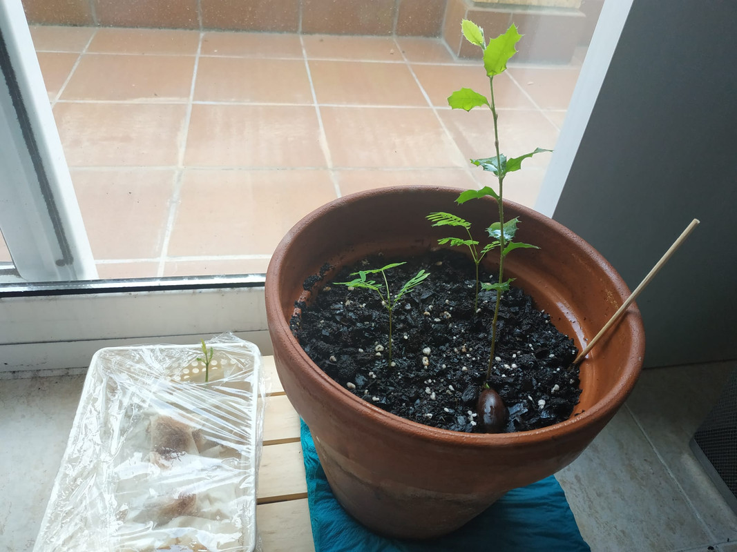 WhatsApp Image 2020-05-27 at 13.33.04 (5)