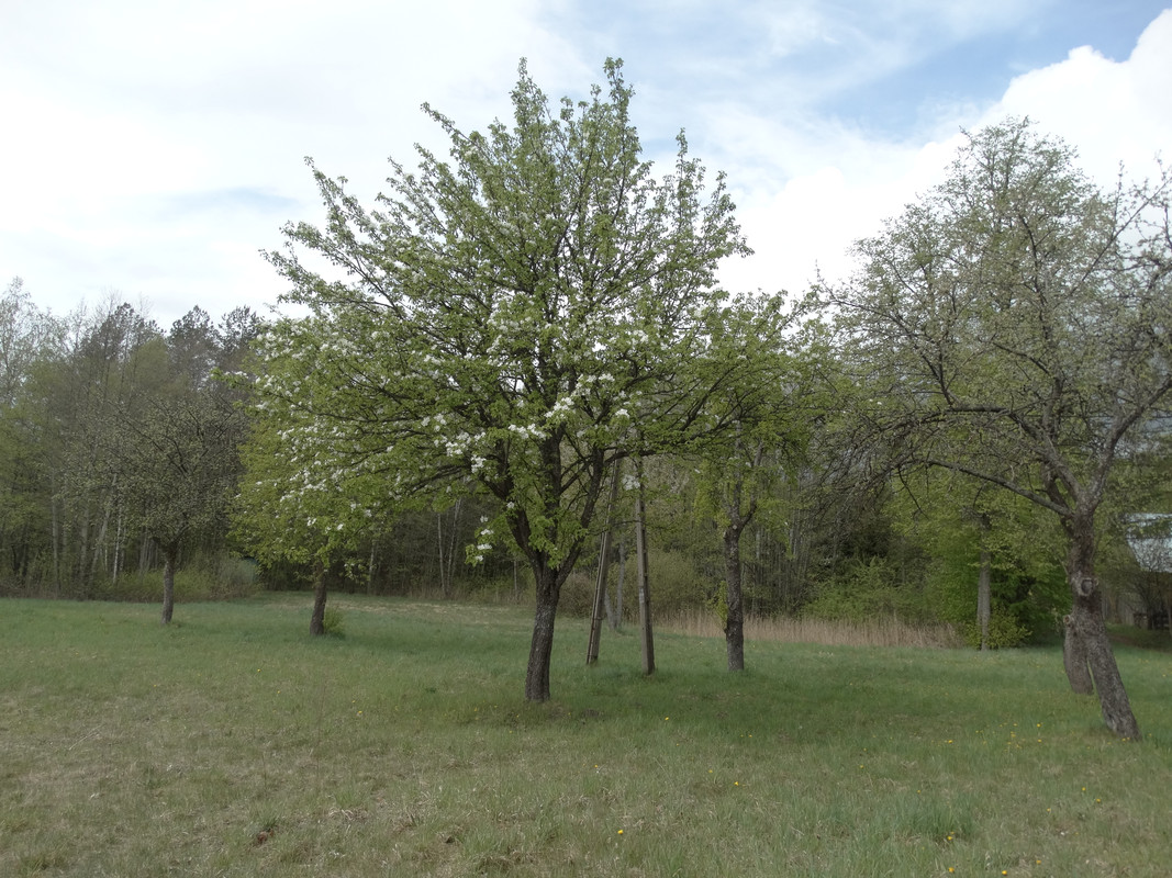 06.18 - DSC09379 (Czesio1)