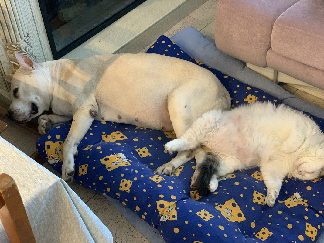 54DCDED3-F03C-4F6D-B35E-C99419C9DB30