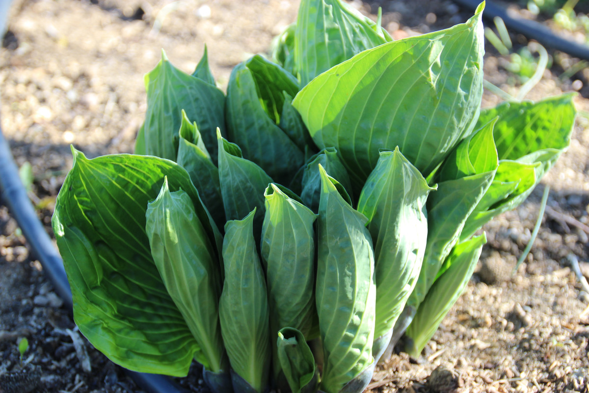 Хоста /Hosta /Функия - Page 130 - Форум HobbyKafe.com