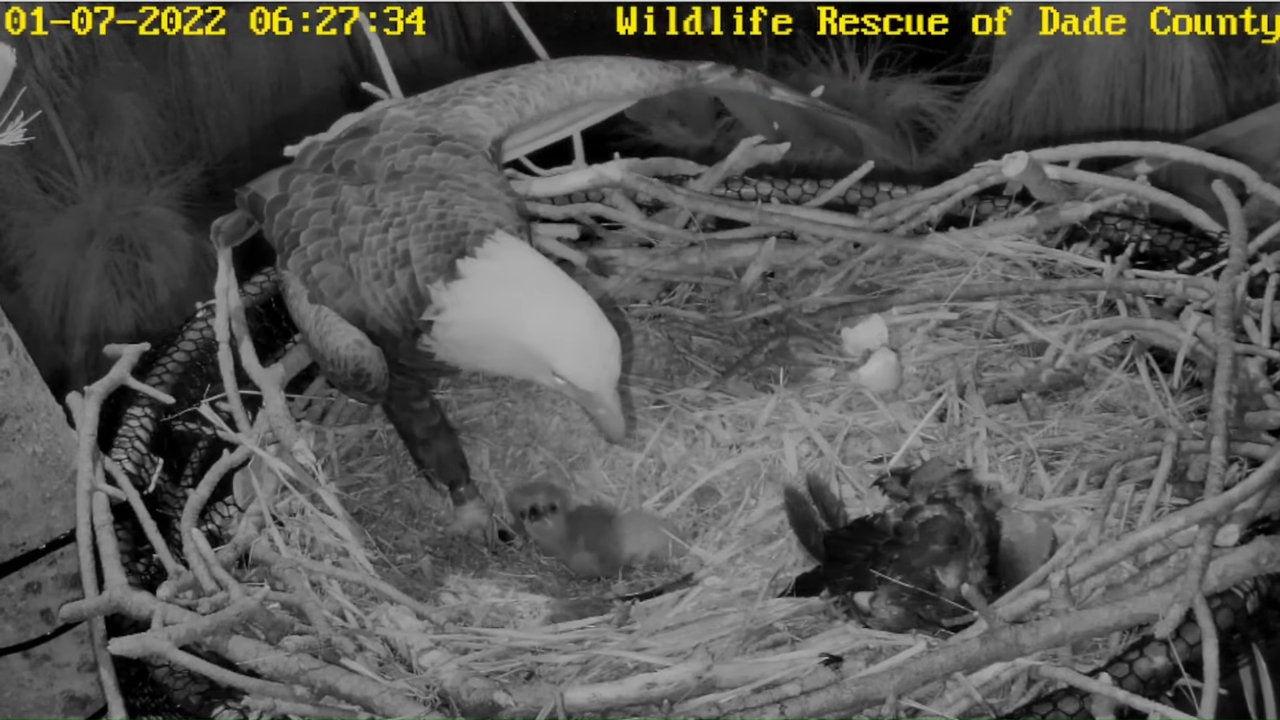 Wildlife Rescue of Dade County Eagle Nest Cam 12-53-42 screenshot (1)