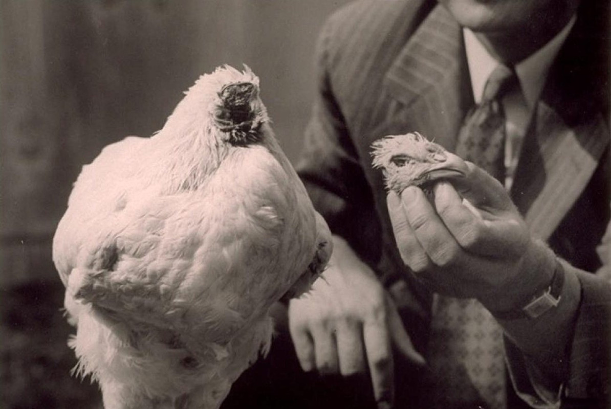 Pollo sin cabeza, la historia de Mike el ave que vive decapitado