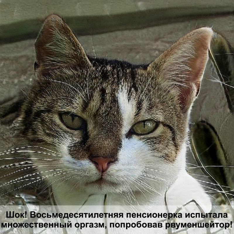 разновидности окрасов британских кошек