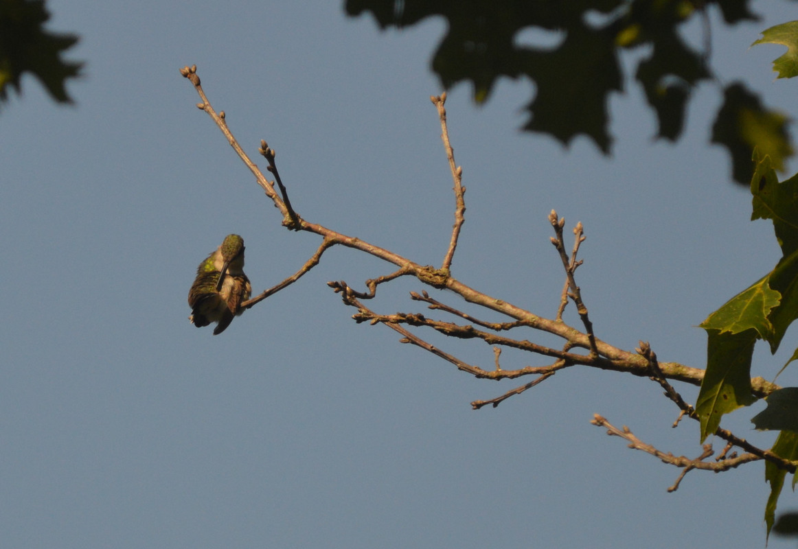 2021-8-18 Hummingbird in Tree (11)