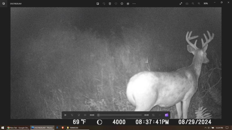 deer1