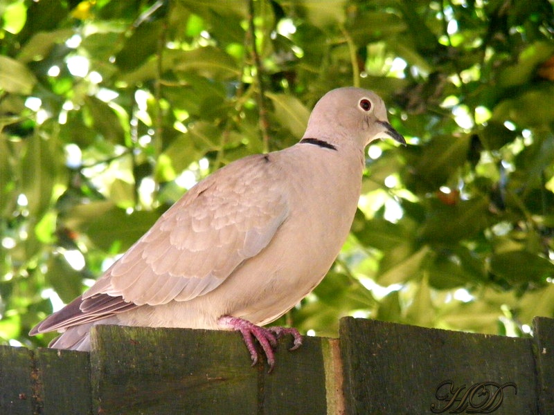 collared-dove-on-the-fence-HD.jpg