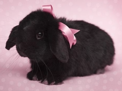 bunni