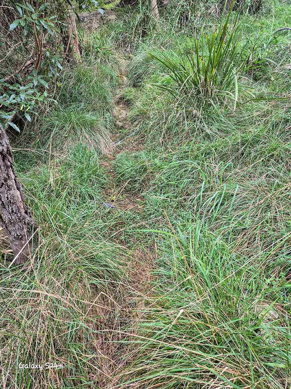 The path