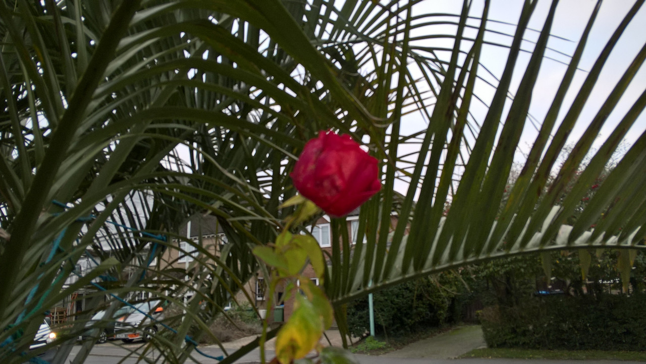 WP_20190103_15_26_32_Pro_LI[1]