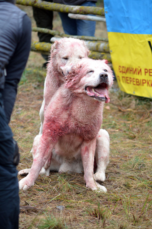 Самурыч-Уран 3     (5)