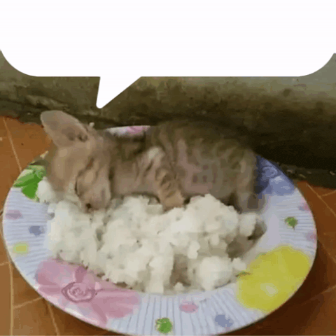 gato tonto sticker gato tonto