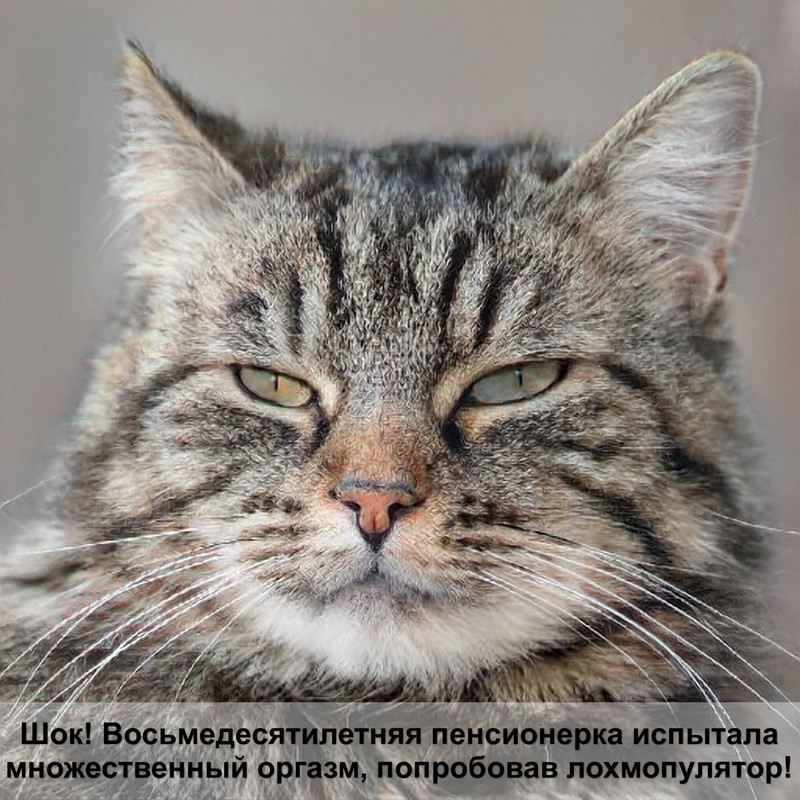 бенгальская кошка дикий окрас