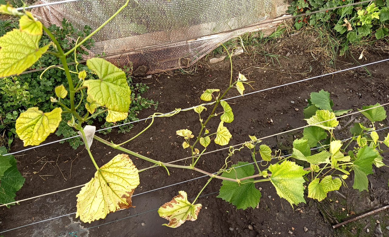 Джой_20240615_172927