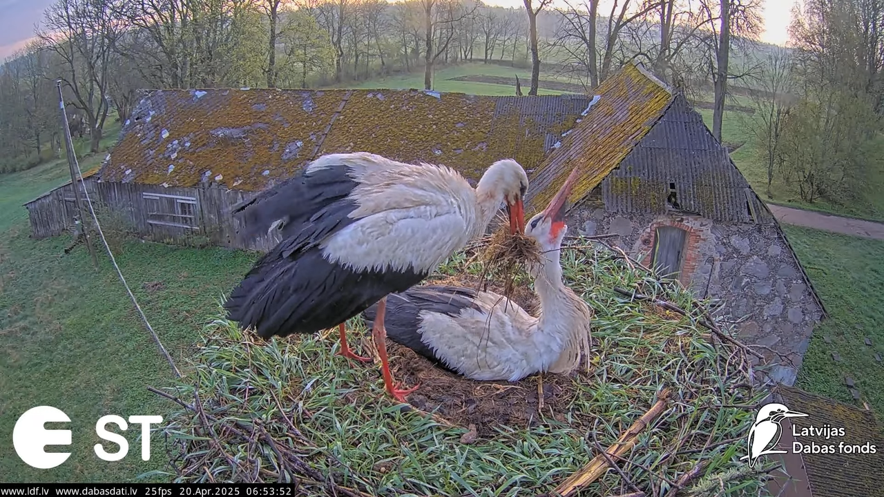(41) Baltie stārķi (Ciconia ciconia) Tukuma novadā __ White storks in Tukums, Latvia - YouTube - 704