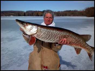 musky MUSKIE TIGER Esox masquinongy x Esox lucius big huge world