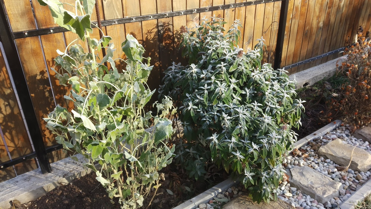 IMG_20241119_083255 (1)