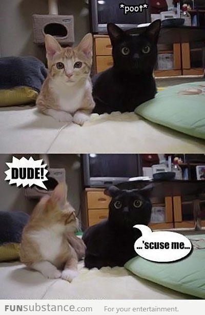 Cat Humor #8