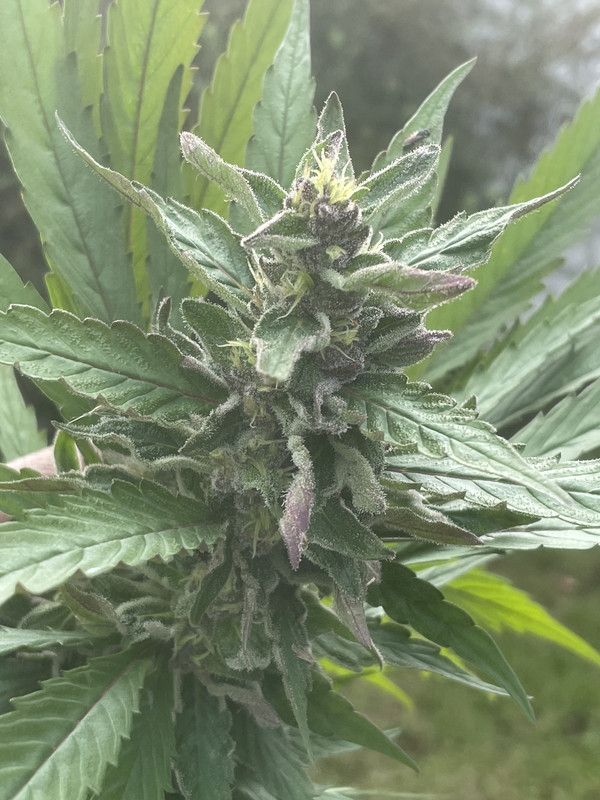 EA2C92BA-E1C1-4265-B942-77DE102F72D2