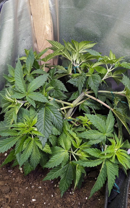 IMG_20240419_110556_(1200_x_1920_piksel)