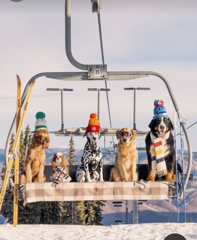 Screenshot_20231211_194914_Pinterest