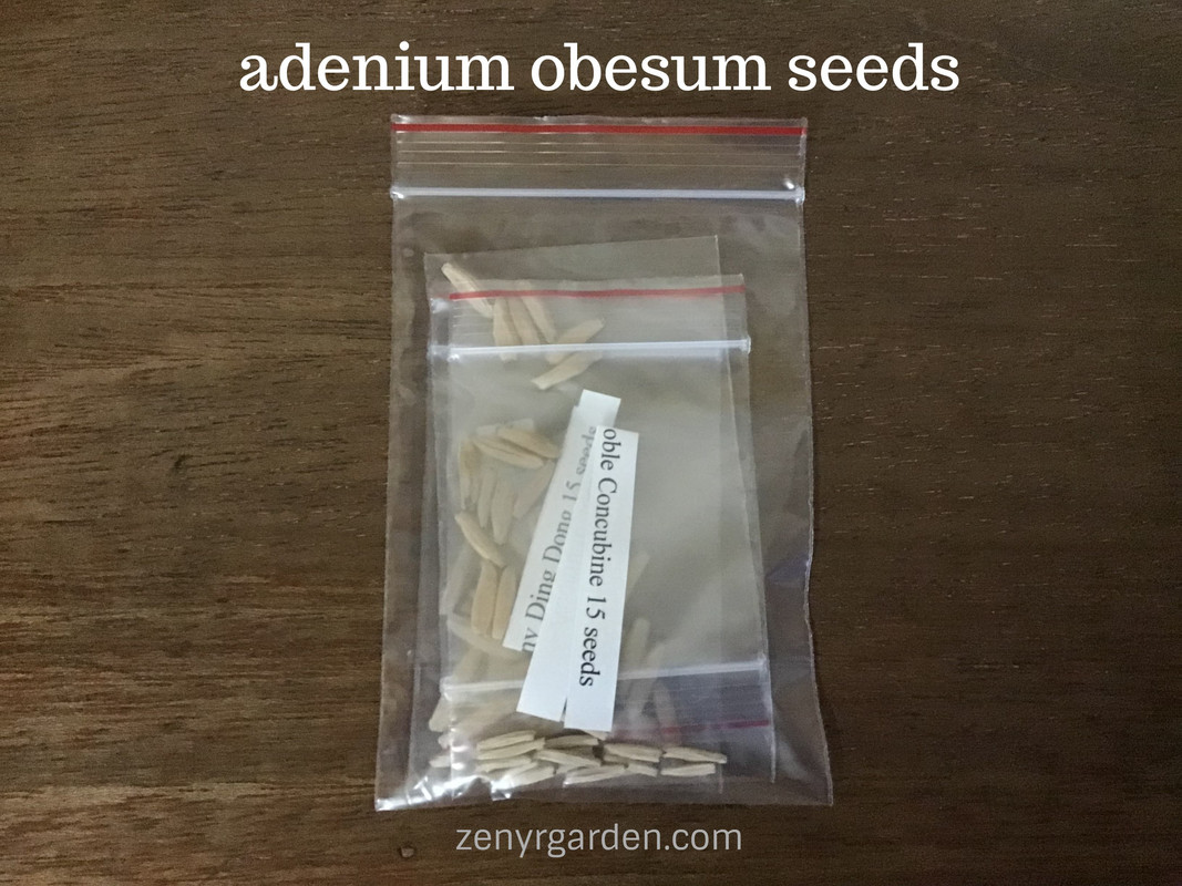 adenium-obesum-seeds.jpg
