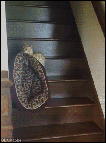 Funny-Cat-GIF-Determined-cat-carries-his-bed-upstairs-because-he-wants-a-little-privacy-ok-cats-s.gif