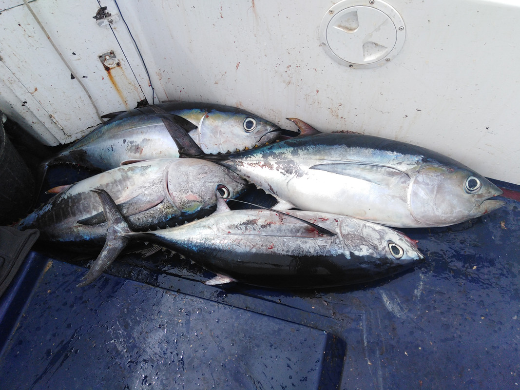 2020-08-18 PATUDOS 3 DE 13,11,11KG Y BONITO DE 10