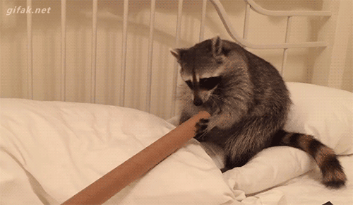 06-funny-gif-228-raccoon-and-tube.gif
